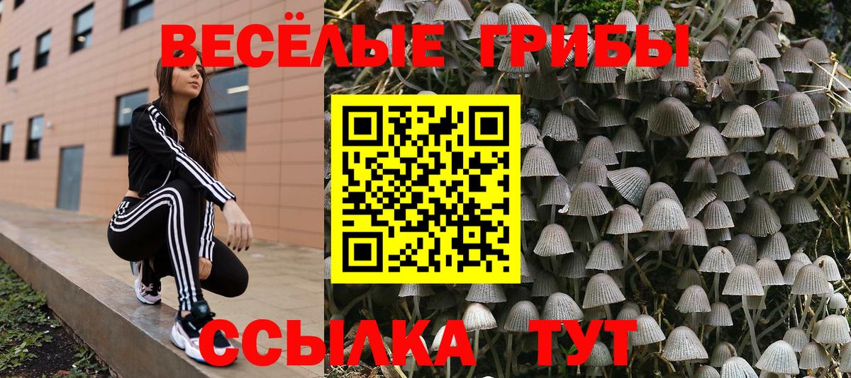 Каменск-Уральский  Галлюциногенные грибы прущие грибы  Вход с VPN  Псилоцибиновые грибы GOLDEN TEACHER 